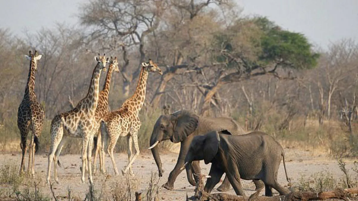 namibia-animal-culling-over-700-wild-animals-elephants-zebras-hippos-impalas-namibia-drought-news